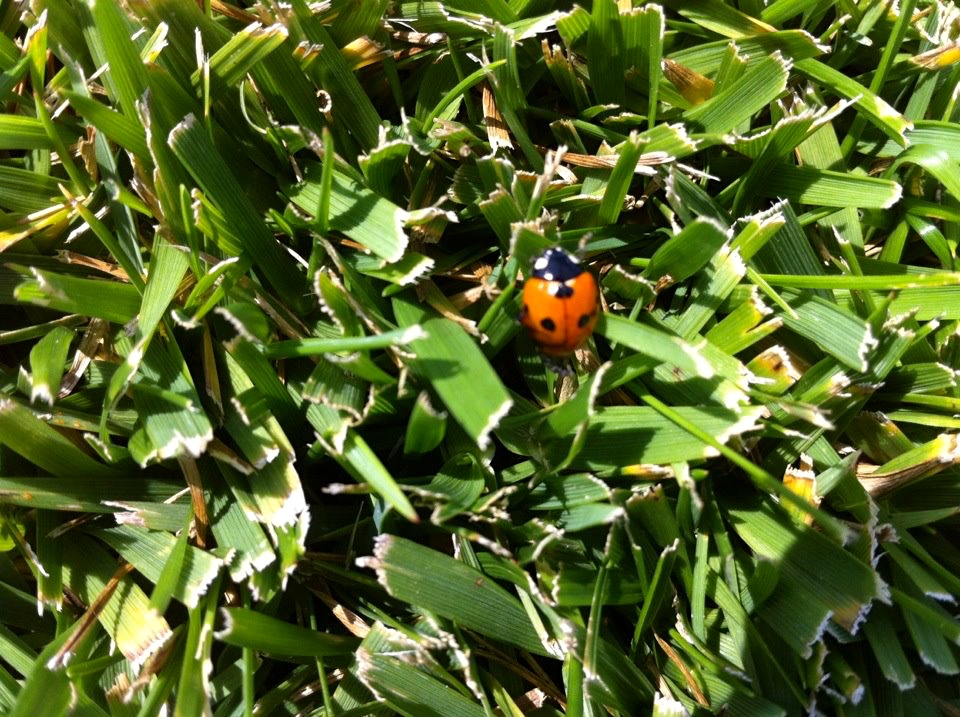 Coccinella sul Bluecountry