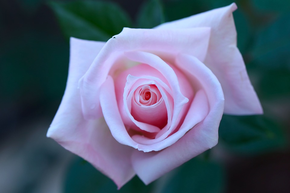 rosa